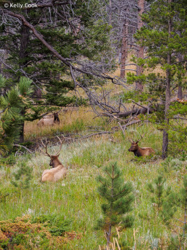 Elk relaxing. Look closely for the 3rd elk in the distance.