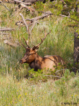 Younger elk