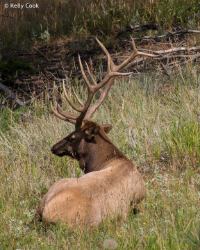 Male elk